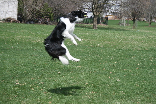 Dr. Lage's Border Collie leaping for frisbee